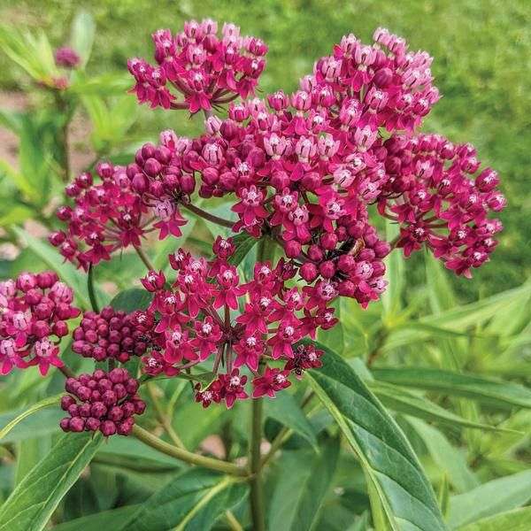 Native Swamp Milkweed